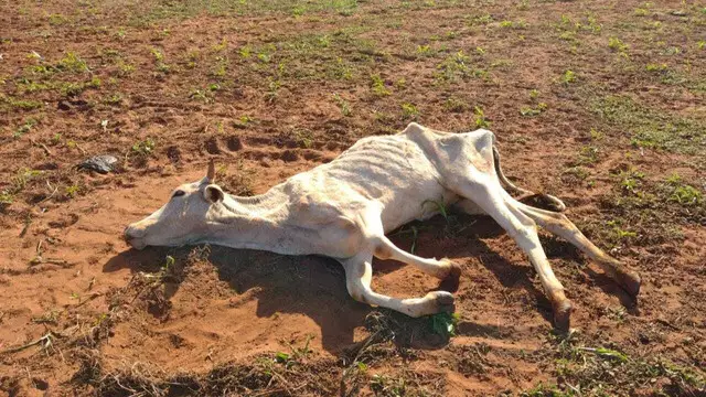 Gado morre de fome e proprietária é multada em R$ 8 mil por maus-tratos