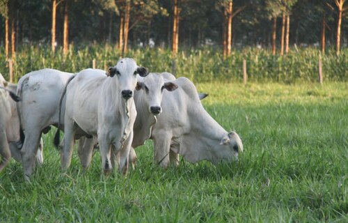 INDICADORES: Preço do boi gordo tem aumento nesta terça-feira (12)