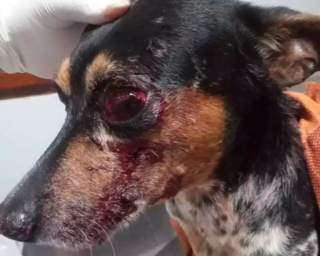 Adolescente tortura e quase arranca olho de cachorro da mãe