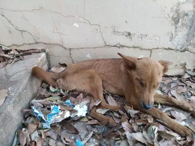 Sem água e comida, animal morre e dona recebe multa de R$ 1,5 mil