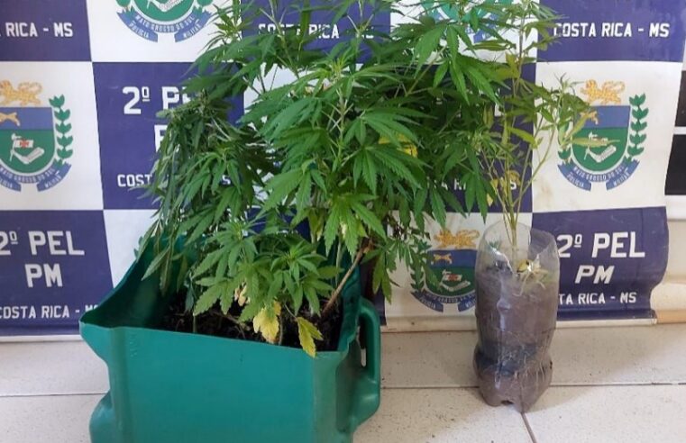 Polícia Militar de Costa Rica flagra “pé” de maconha no Novo Horizonte