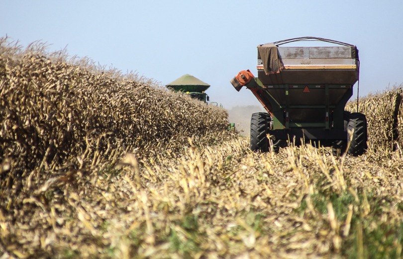 Colheita do milho safrinha rende 11,4 milhões de toneladas no Estado, alta de 75,8% no ano