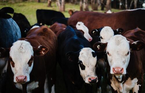 Carne bovina e soja movimentam o mercado de exportação do Brasil em 2022