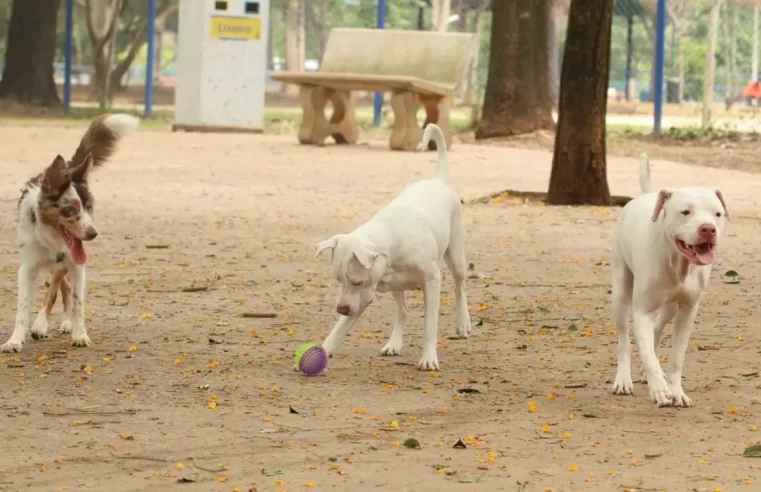 Intoxicação de cães: Governo determina o recolhimento de mais uma marca