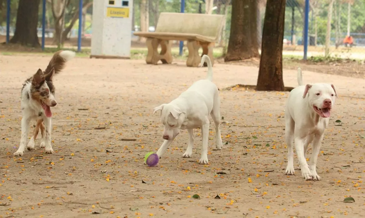 Intoxicação de cães: Governo determina o recolhimento de mais uma marca