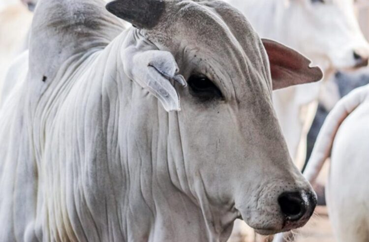 Brasil pode ter recorde de exportações de carne bovina