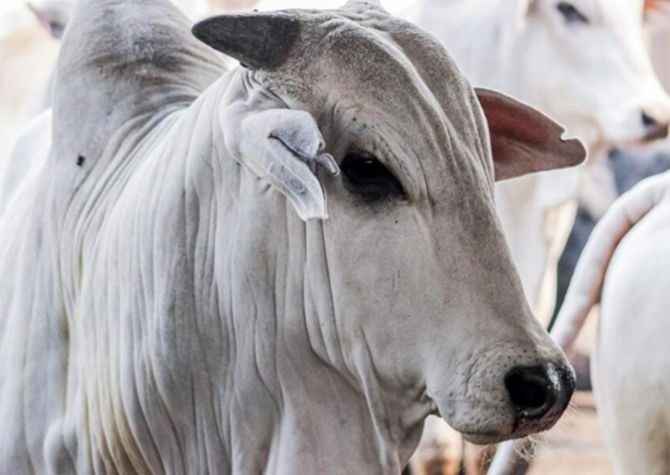 Brasil pode ter recorde de exportações de carne bovina