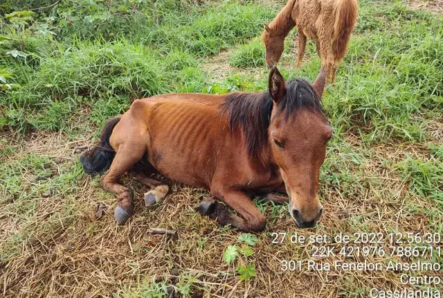 Cavalos são resgatados de terreno sem água e comida em Cassilândia