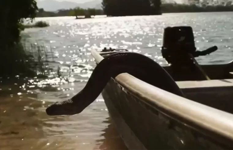 Sucuri ‘pilota’ barco sozinha em Mato Grosso do Sul e viraliza no Brasil