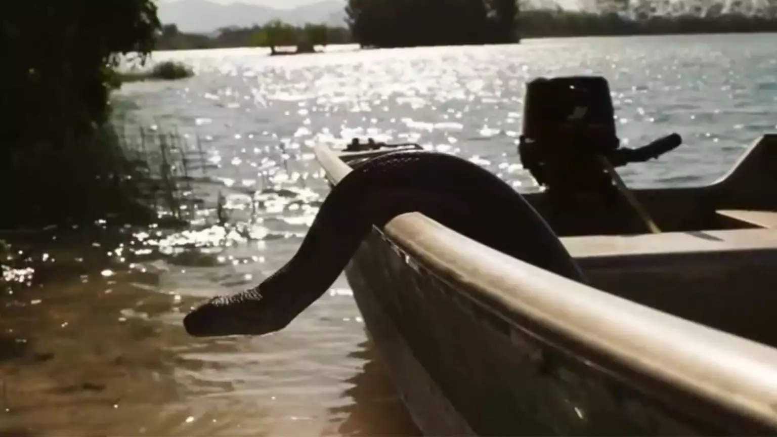 Sucuri ‘pilota’ barco sozinha em Mato Grosso do Sul e viraliza no Brasil