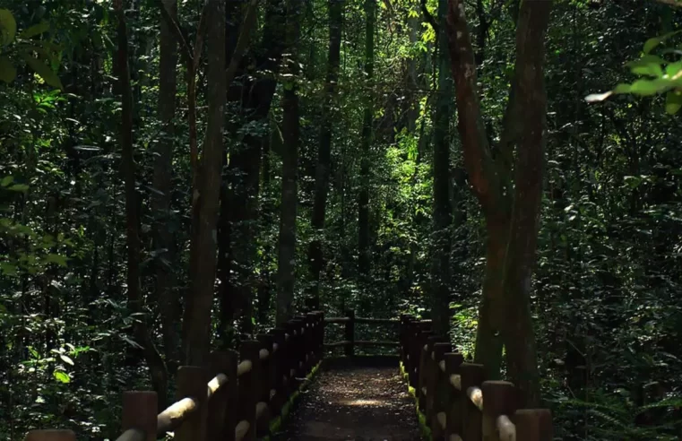 Presidente sanciona redução da Floresta Nacional de Brasília