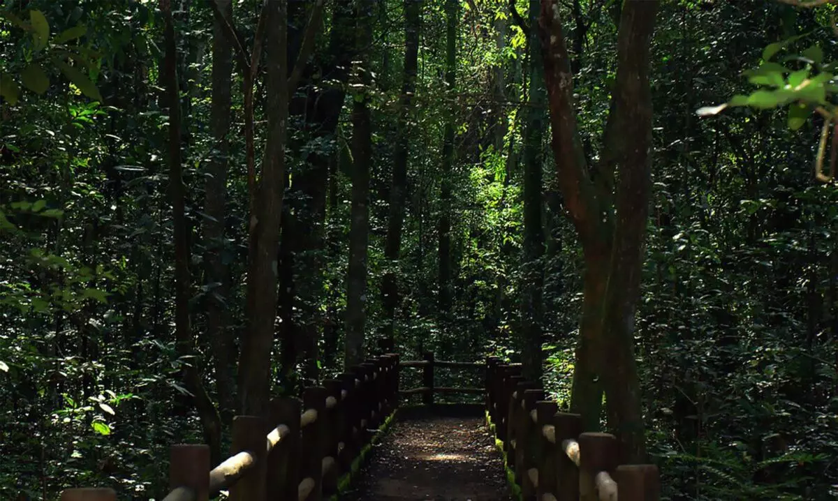 Presidente sanciona redução da Floresta Nacional de Brasília