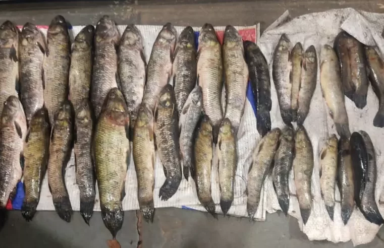 Dois são autuados com 63 exemplares de peixes abaixo da medida permitida