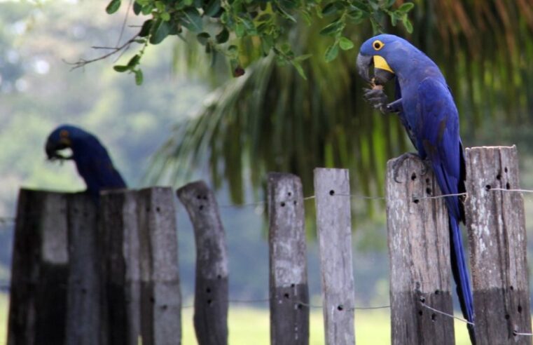 Estado repassa R$ 899 mil para proteção da arara-azul e do tamanduá-bandeira