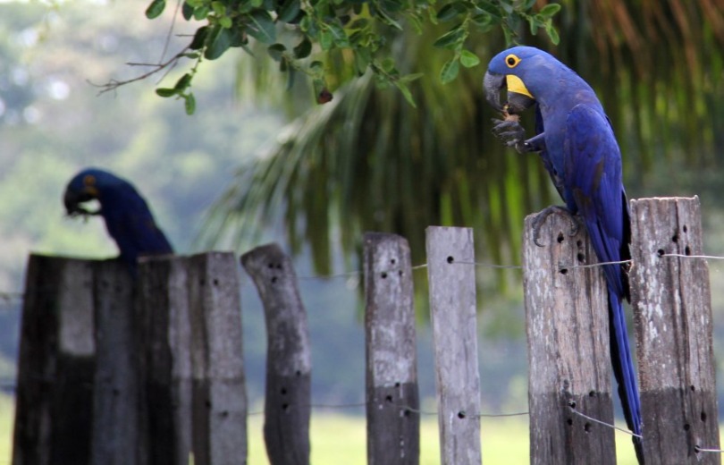 Estado repassa R$ 899 mil para proteção da arara-azul e do tamanduá-bandeira