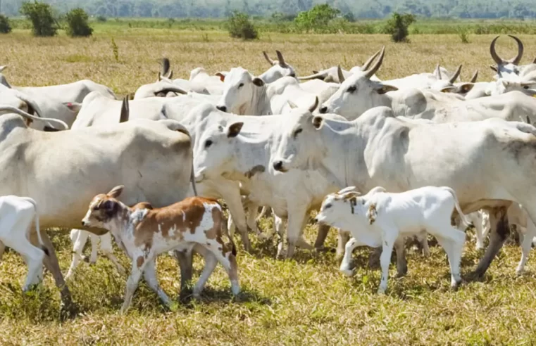 Ladrões de gado correm atrás e tentam matar caseiro que flagrou furto em fazenda