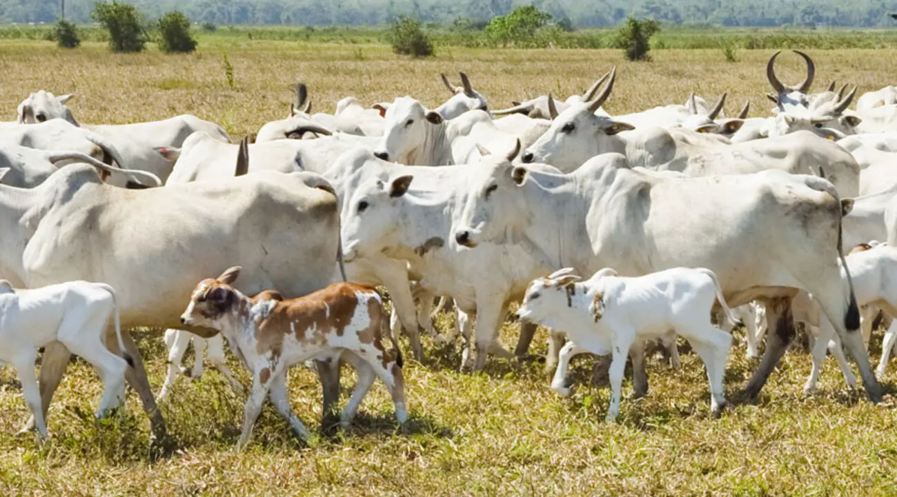 Ladrões de gado correm atrás e tentam matar caseiro que flagrou furto em fazenda