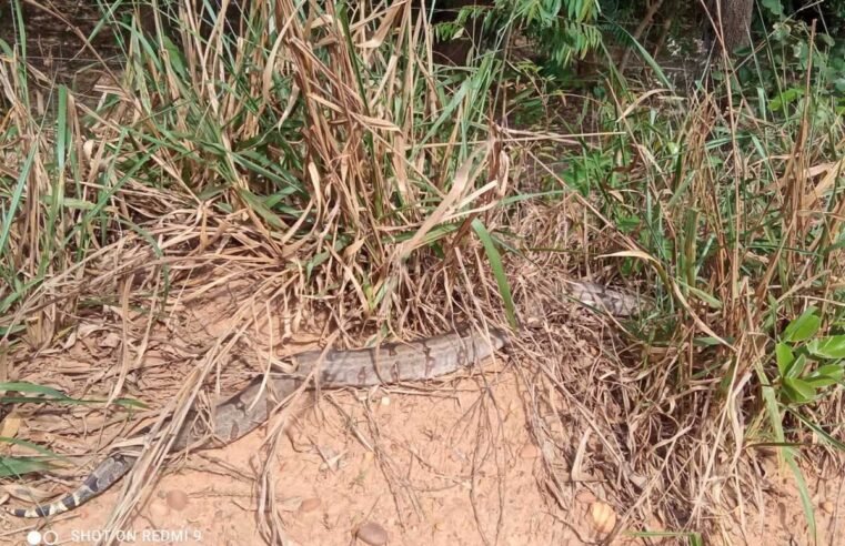 Segunda jiboia de dois metros é resgatada pela polícia ambiental na mesma casa