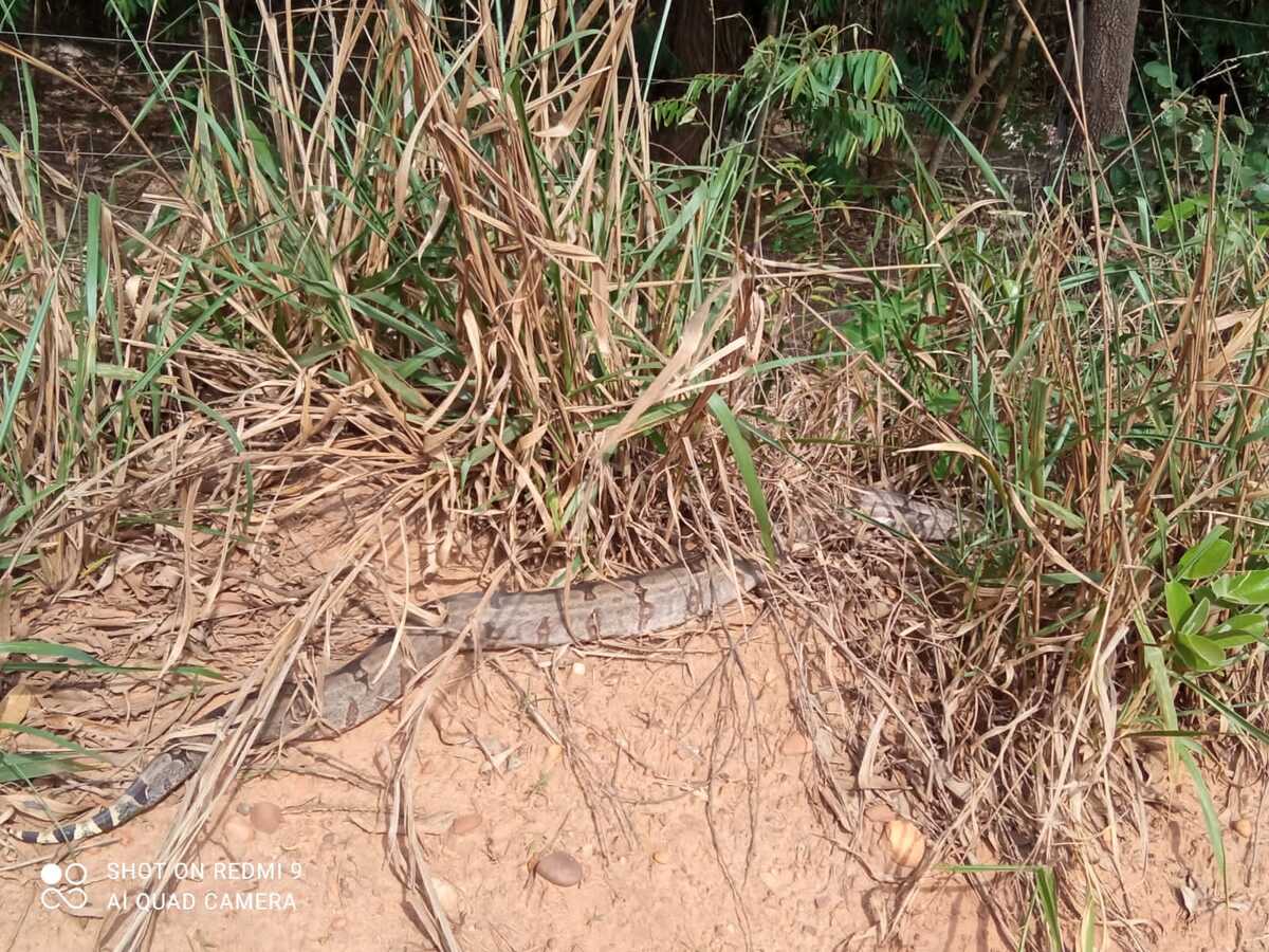 Segunda jiboia de dois metros é resgatada pela polícia ambiental na mesma casa