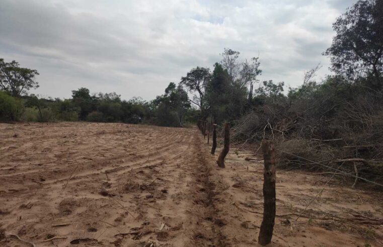 Proprietário rural é autuado por derrubada ilegal de árvores para exploração