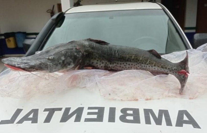 PMA autua duas pessoas, aplica R$ 59 mil em multas e apreende 20 kg de pescado na Operação Finados