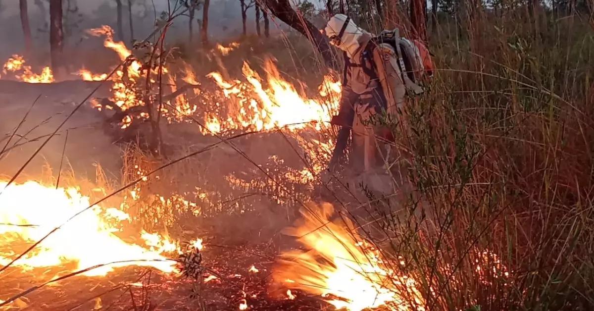 Pantanal tem queda de 81% nos focos de incêndio em 2022, aponta relatório