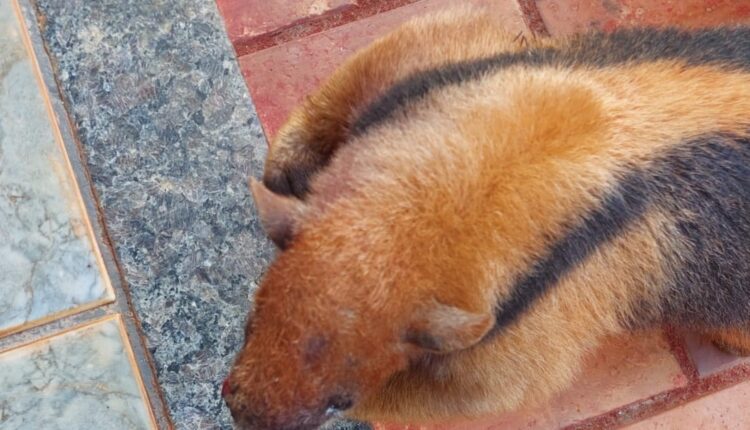PMA de Cassilândia captura tamanduá-mirim gravemente ferido em fazenda depois de atacado por cachorros