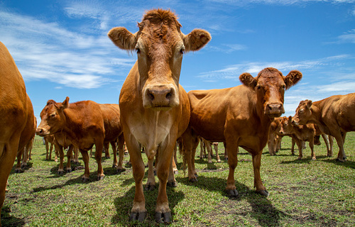 INDICADORES: preço do boi gordo inicia semana sem sofrer alterações no preço