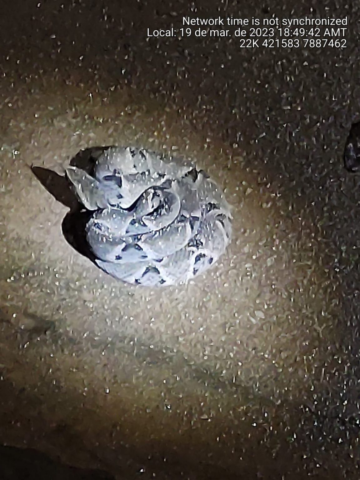 Polícia Militar Ambiental de Cassilândia captura serpente peçonhenta da espécie cascavel de cerca de 1 metro em garagem de residência na cidade