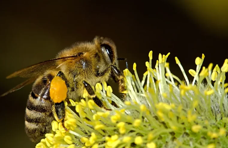 Com média de 45 ataques por mês, Mato Grosso do Sul teve 3 mortes causadas por abelhas neste ano