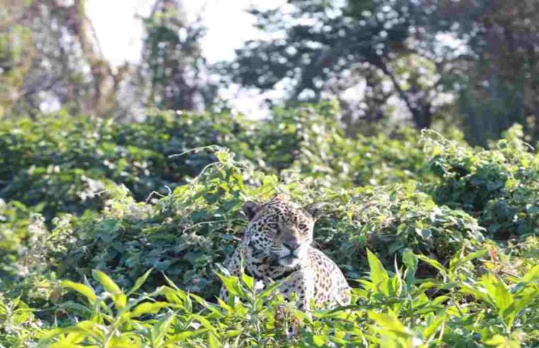 MS concentra dois dos biomas com maiores índices de espécies ameaçadas