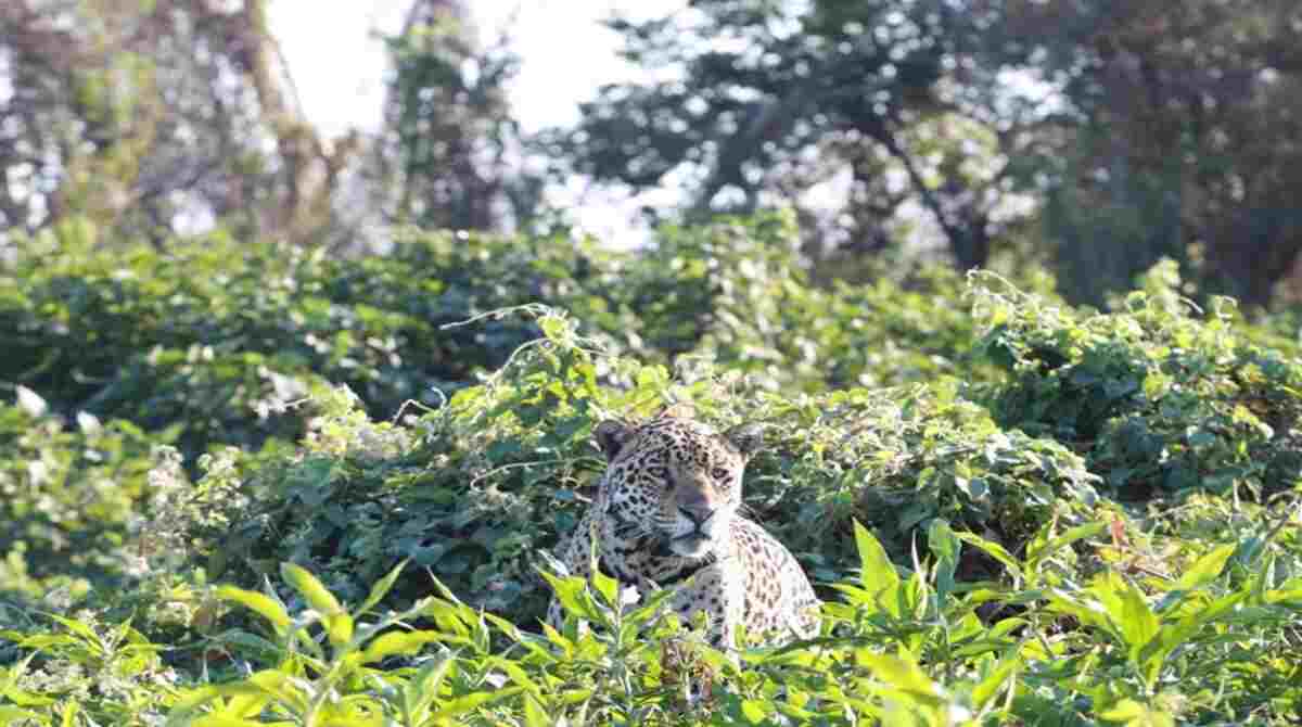 MS concentra dois dos biomas com maiores índices de espécies ameaçadas