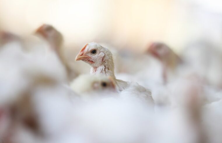Gripe aviária: Ministério da Agricultura declara estado de emergência zoosanitária em todo o território nacional