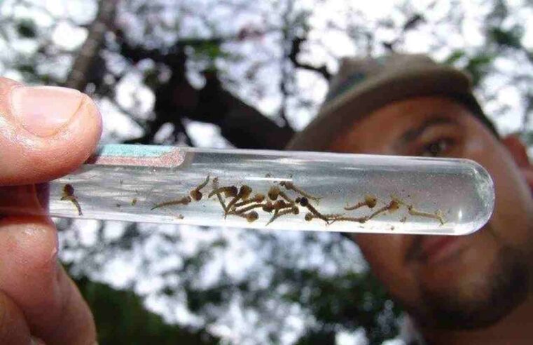 Epidemia de dengue pode voltar se números de contaminação continuarem subindo