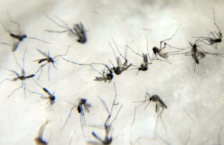 Mato Grosso do Sul tem mais casos de dengue em seis meses de 2023 que nos últimos dois anos