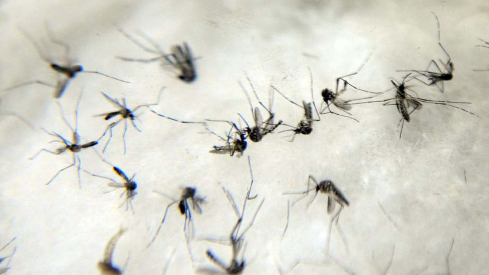Mato Grosso do Sul tem mais casos de dengue em seis meses de 2023 que nos últimos dois anos