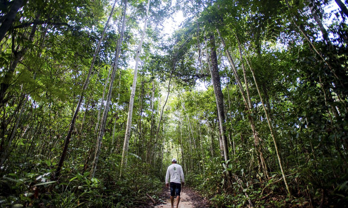 Mercado de carbono gerará recursos para preservar Amazônia, diz especialista