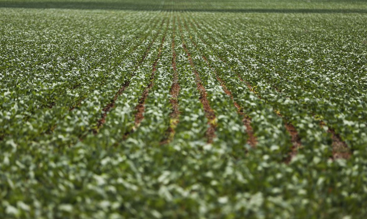 Especialista acredita que avanço tecnológico vai impulsionar agronegócio brasileiro