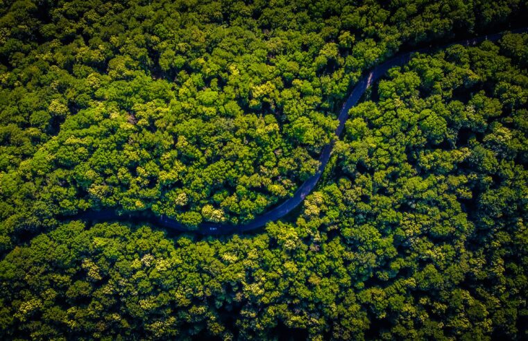 Mercado de crédito de carbono pode movimentar US$ 50 bi até 2030, diz estudo