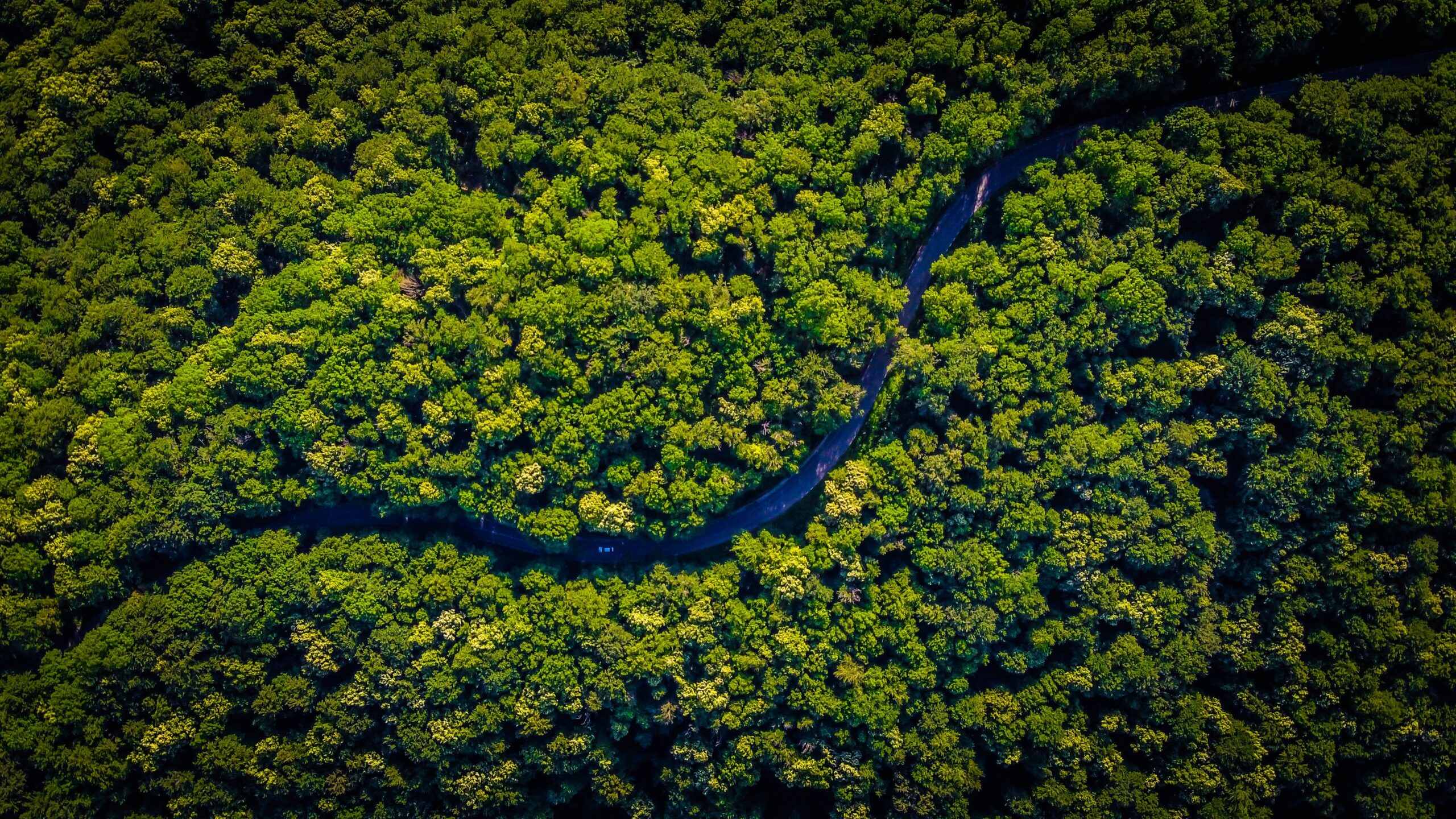 Mercado de crédito de carbono pode movimentar US$ 50 bi até 2030, diz estudo