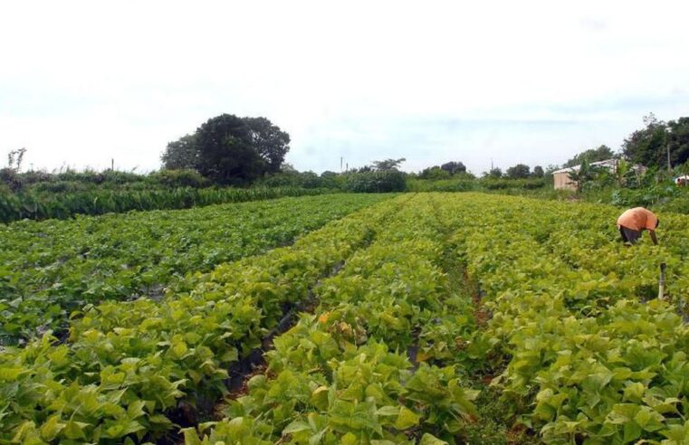 Sistema Nacional de Fomento ofertou R$ 376 bi em crédito para agricultura e pecuária