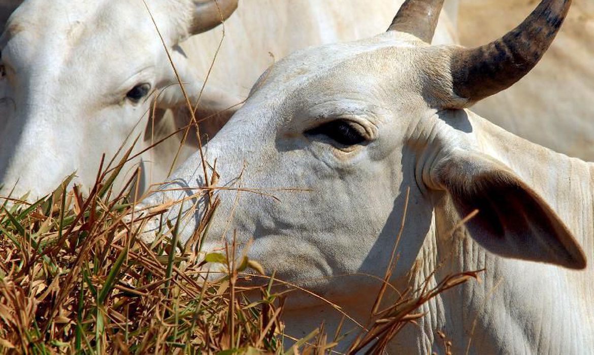 MT: em uma década, exportação de carnes cresce 220% no estado