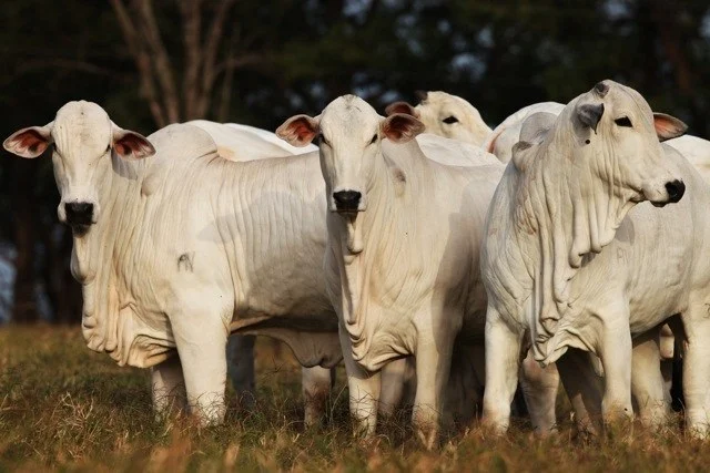 ‘Arbitrária, protecionista e equivocada’: federação das associações rurais do Mercosul condena postura do Carrefour